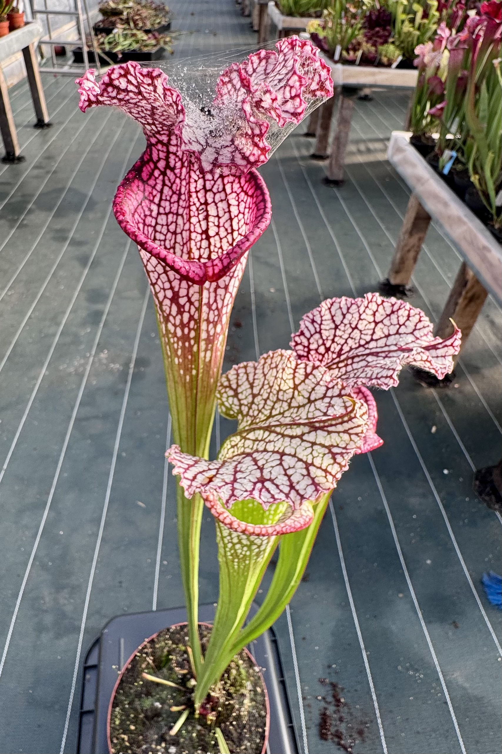 S. leucophylla – hétéro x L57MK