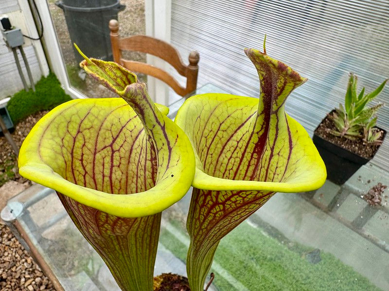 S. flava var. ornata "Lidless"