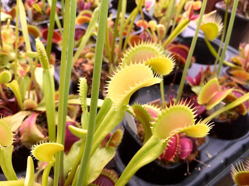 Dionaea muscipula "tiger teeth"