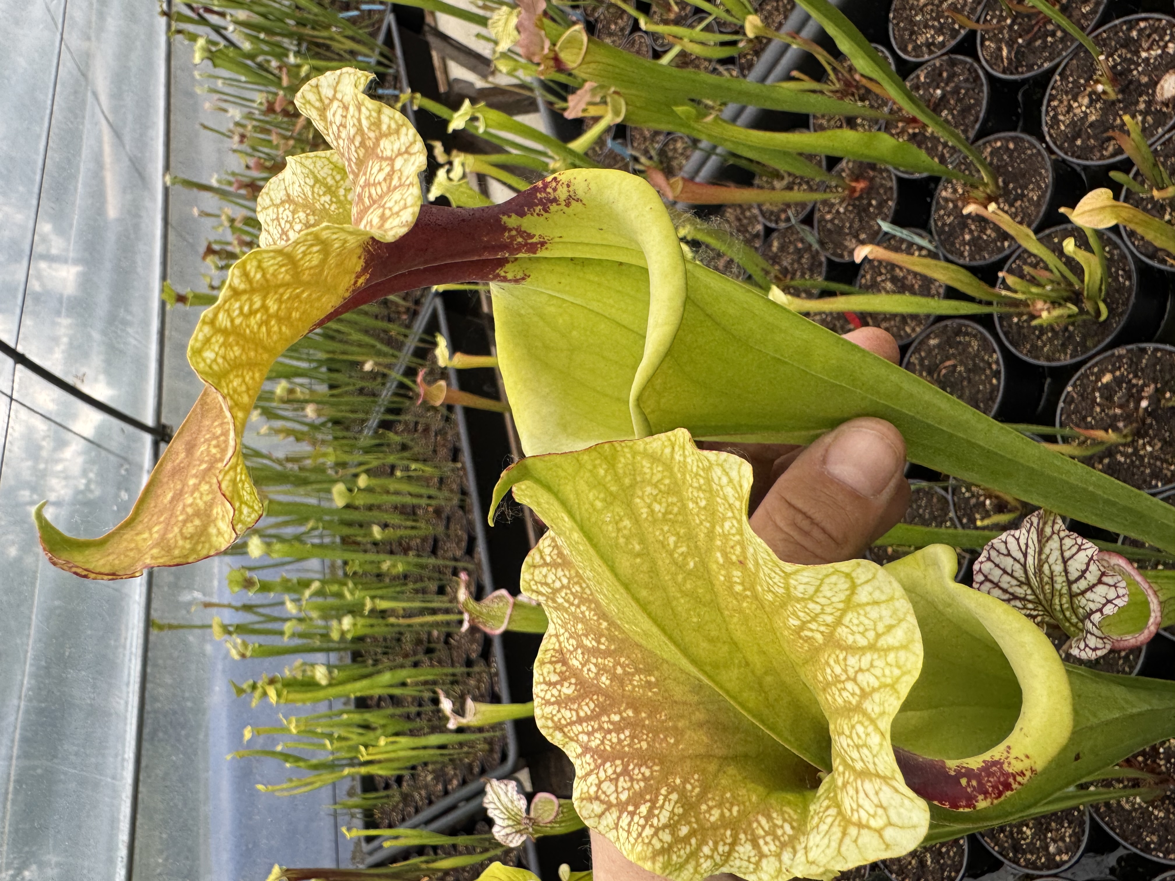 S. x 'Adrian Star'