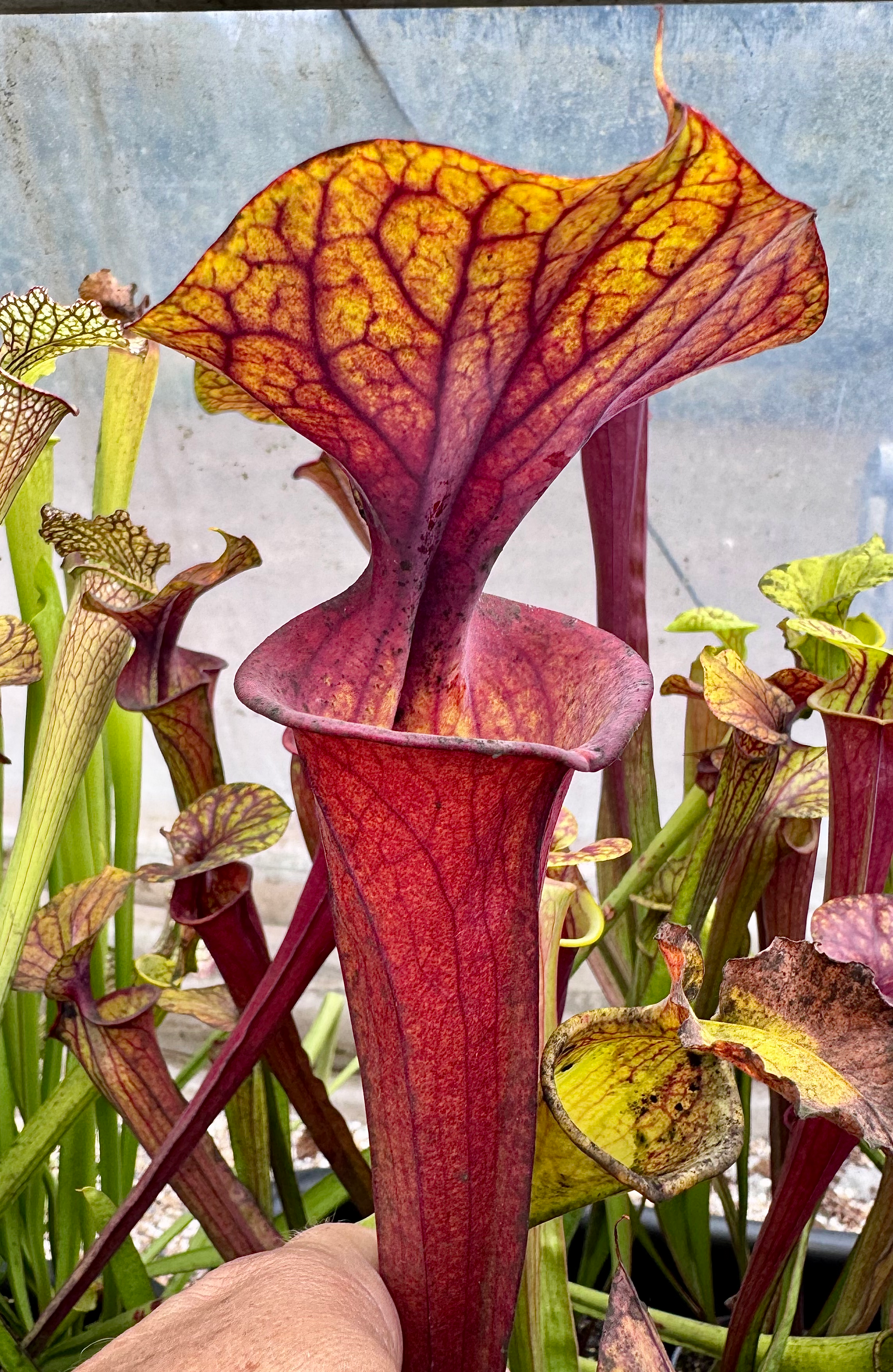 S. flava var. atropurpurea -- all red