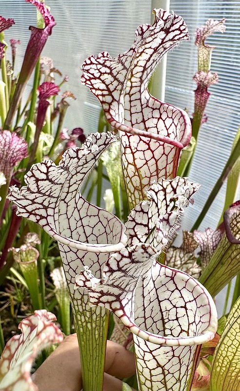 S. leucophylla – Raspberry ice