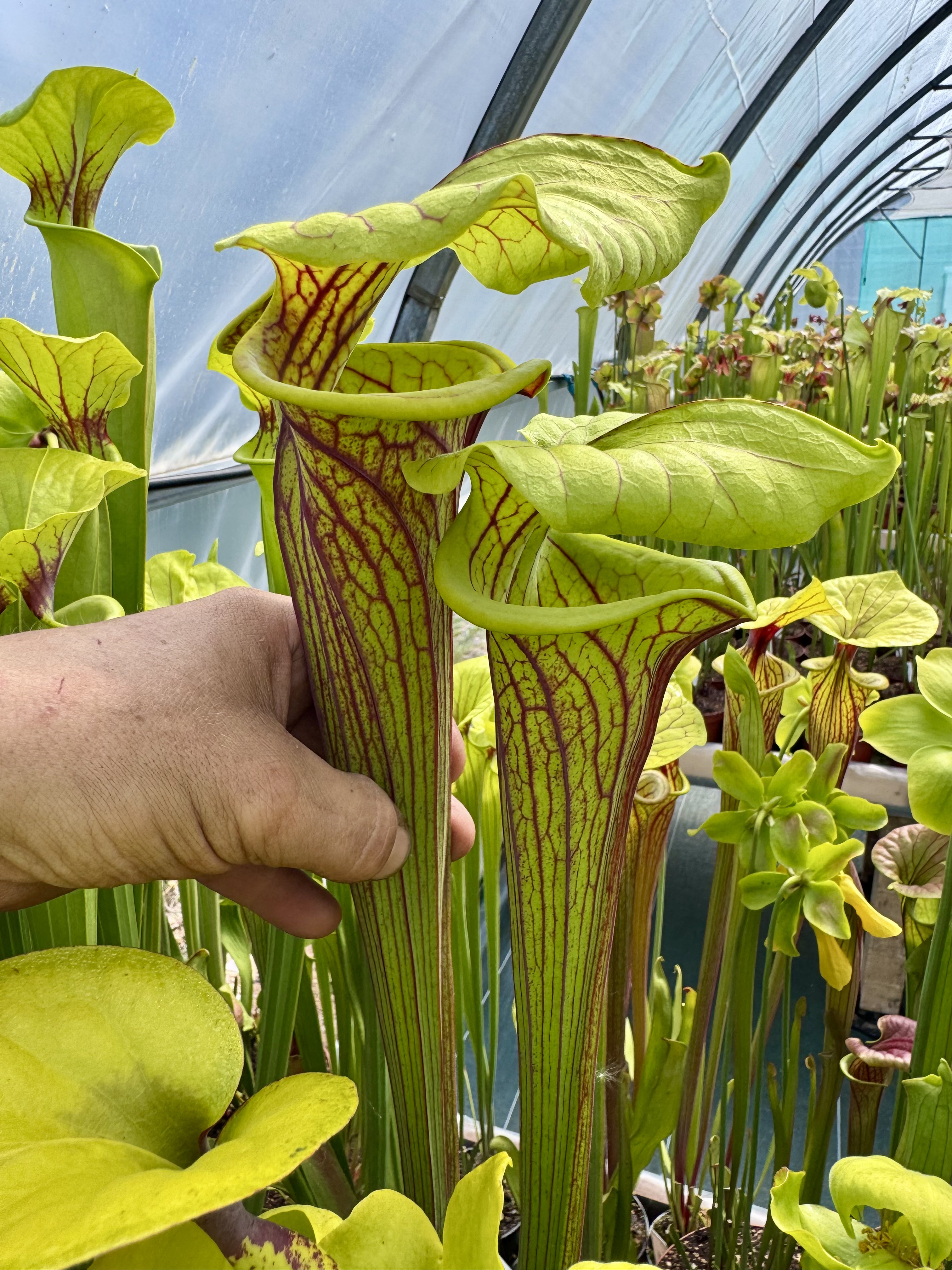 S. flava var. ornata, Dipping lid, Cooks Carnivorous Plants (F87MK)