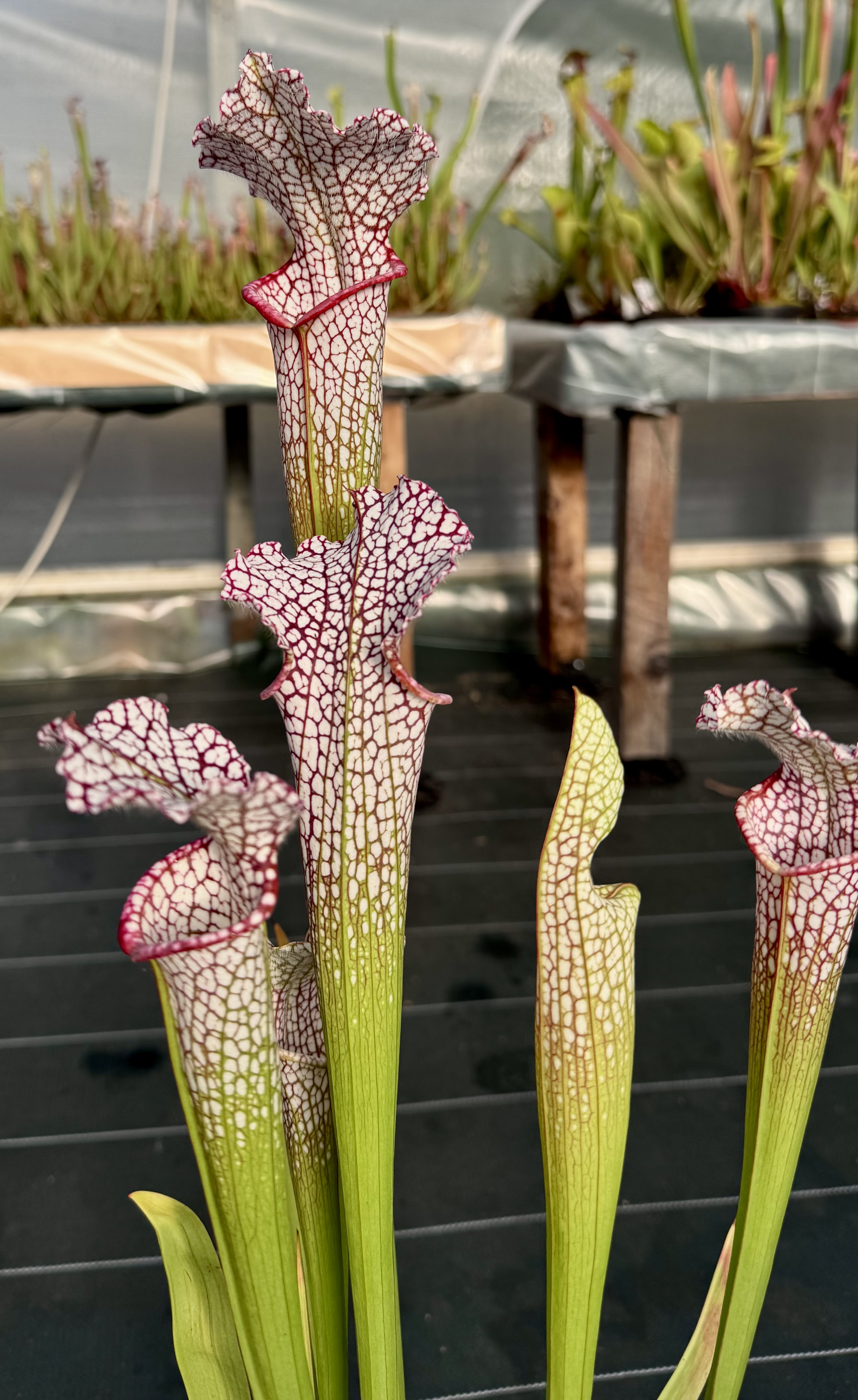 S. leucophylla – Stocky, Wide Mouth, Red Lip, AKA Bunting Original