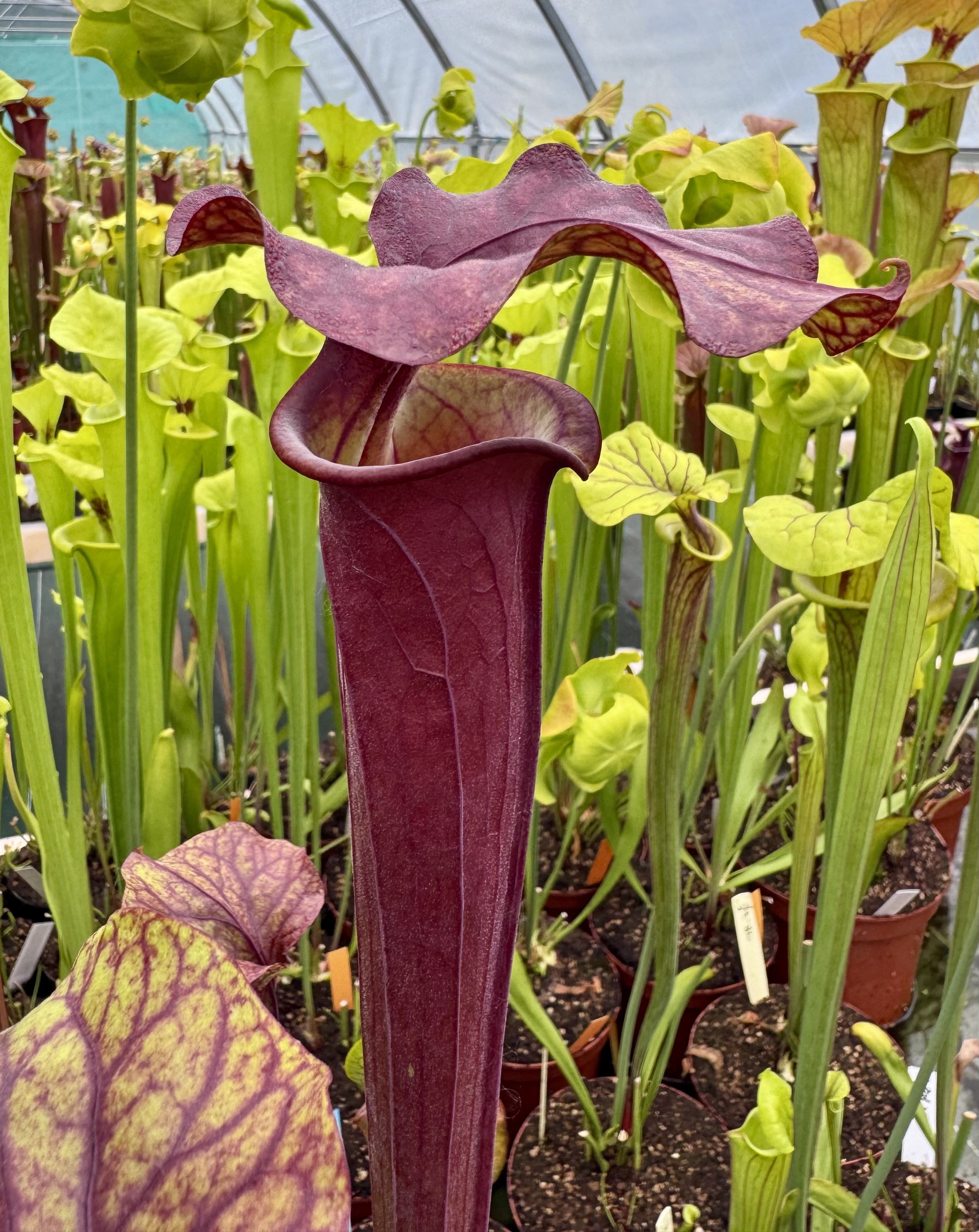 S. Flava " Lace hat "