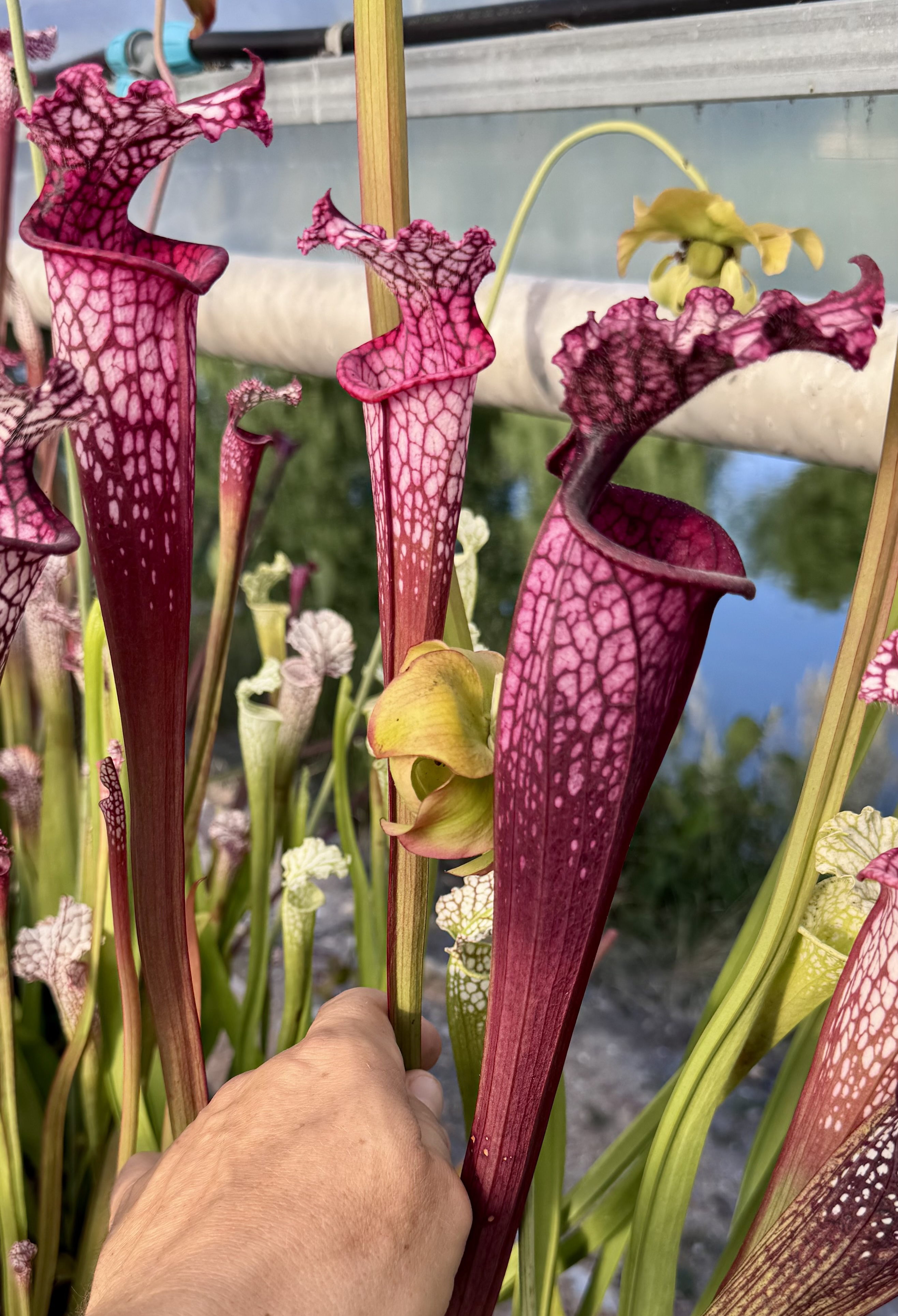 S. leucophylla – L57 x L18 / D