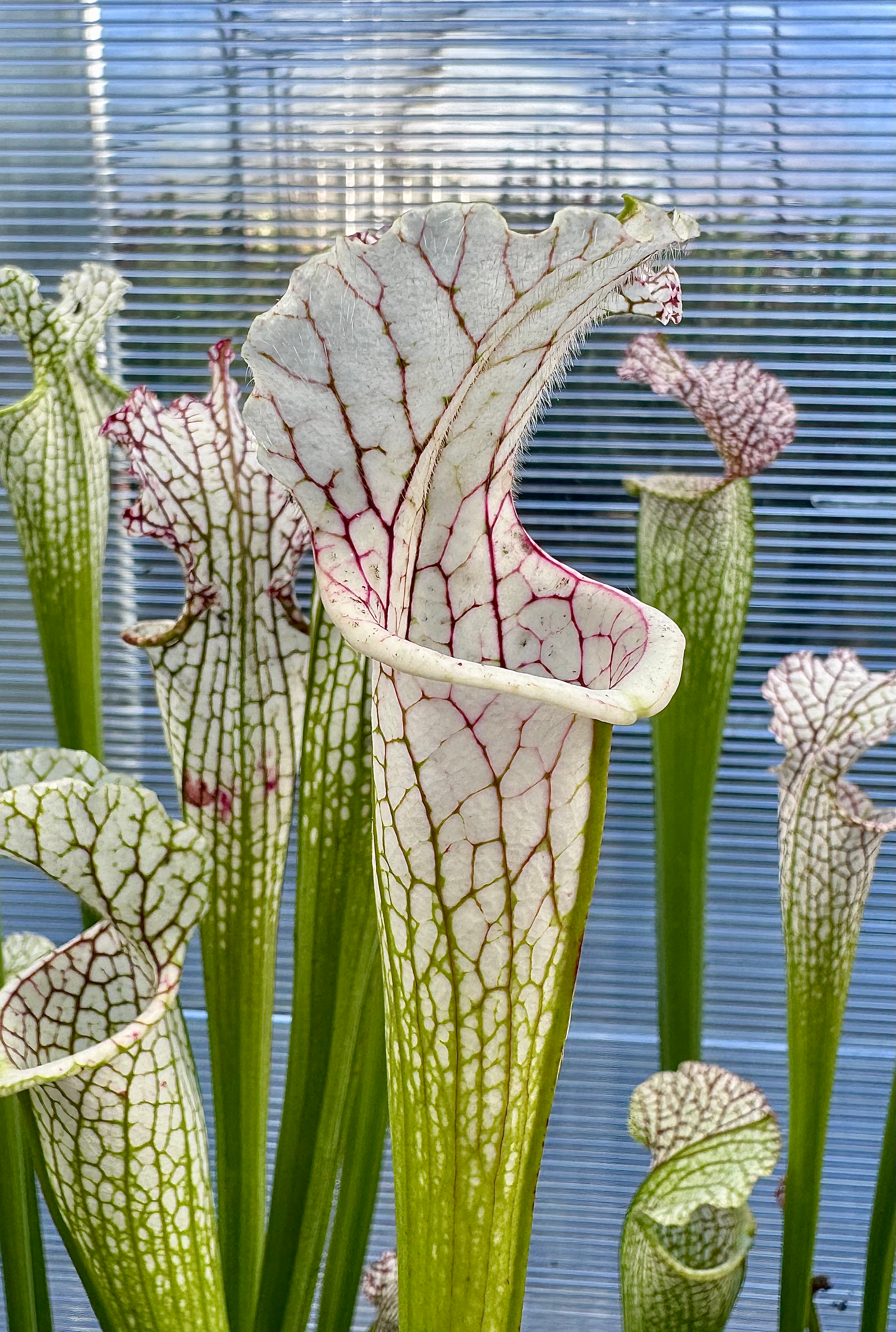 S. leucophylla – Own selection (Vic L55)