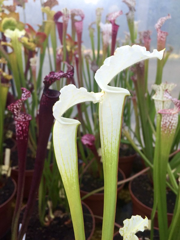 S. leucophylla – "alba" clone 4