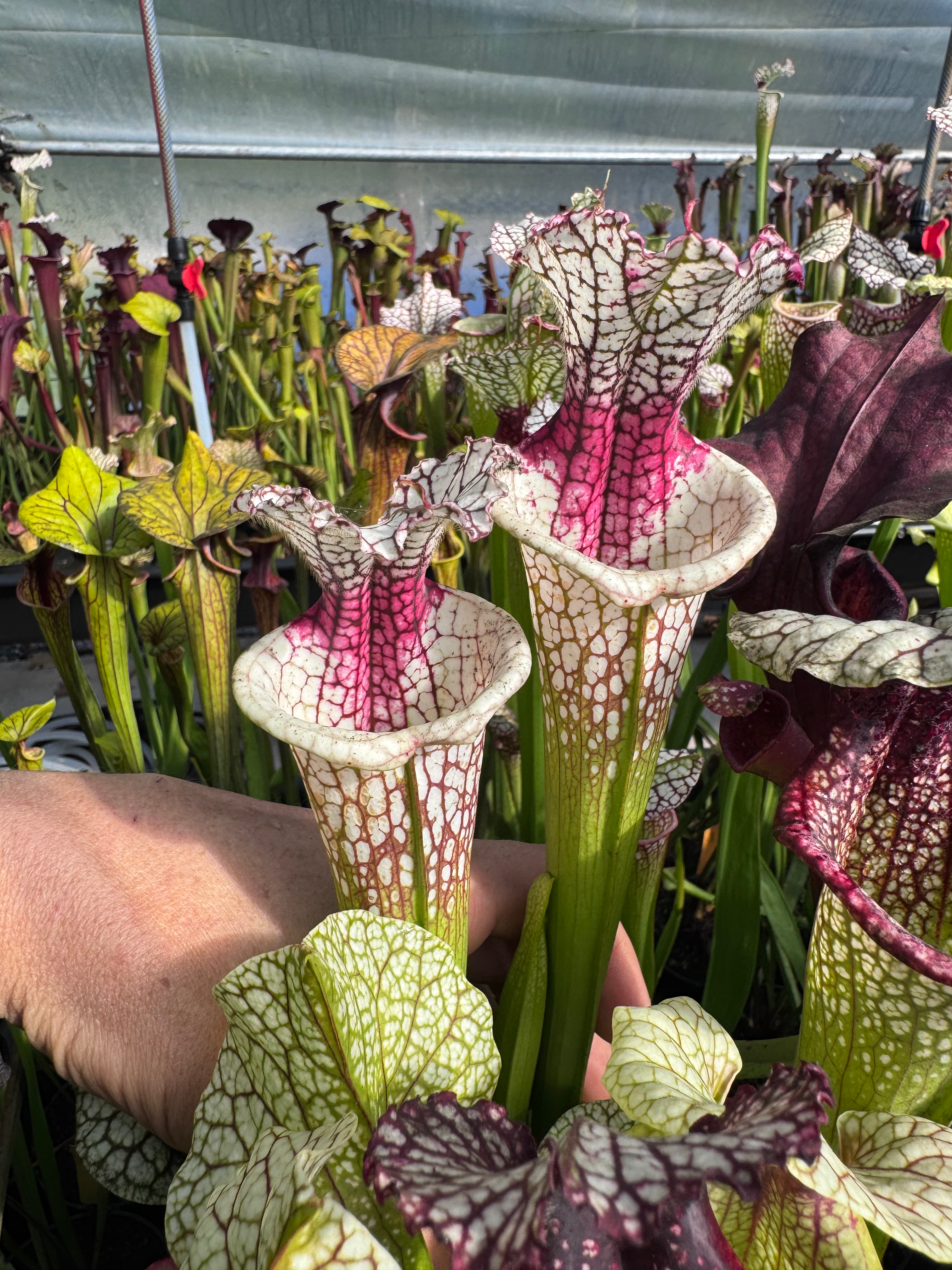 S. x ‘Ivory Gleam’