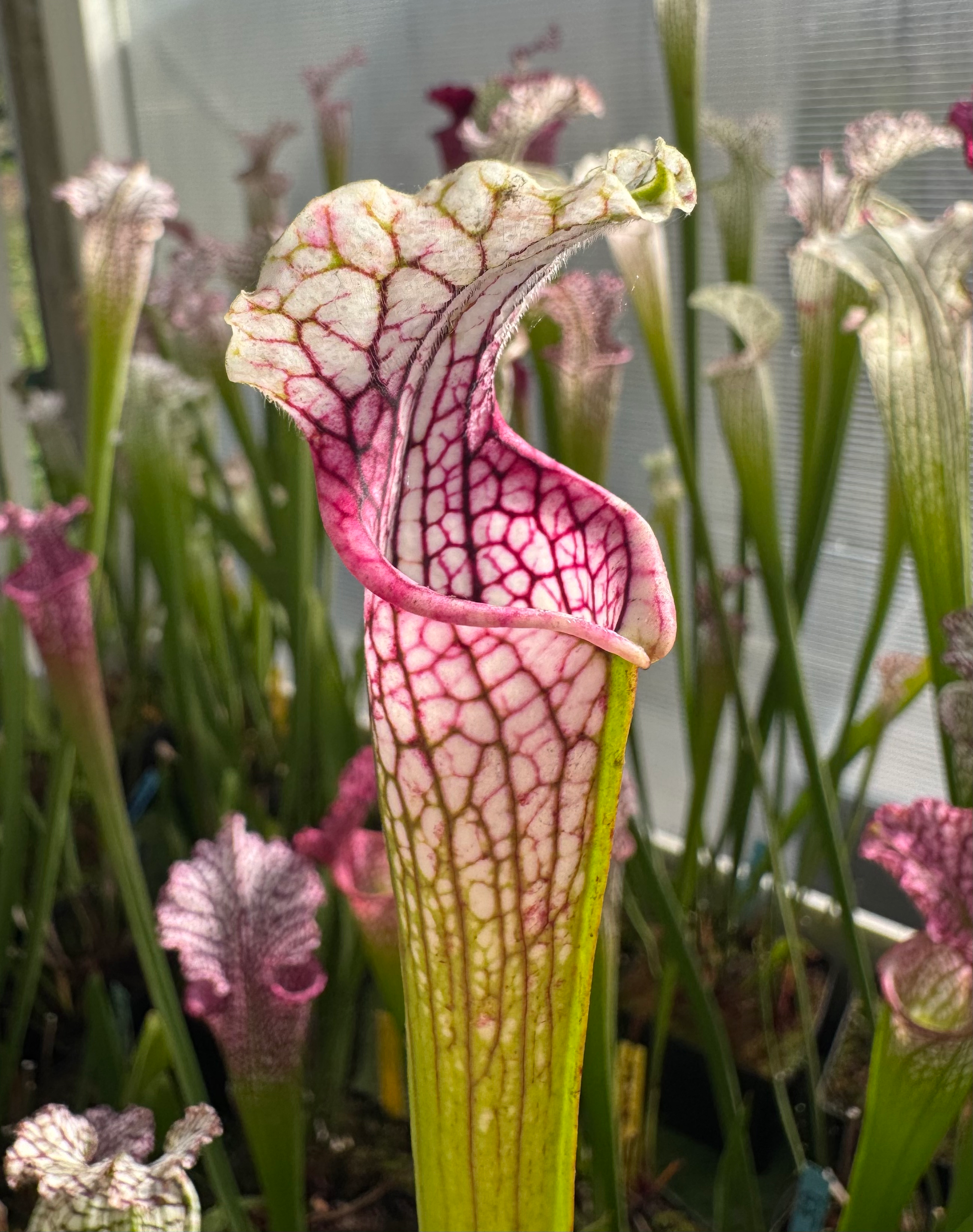 S. leucophylla – L14MK Yellow flowered form, red/white, russel road, citr