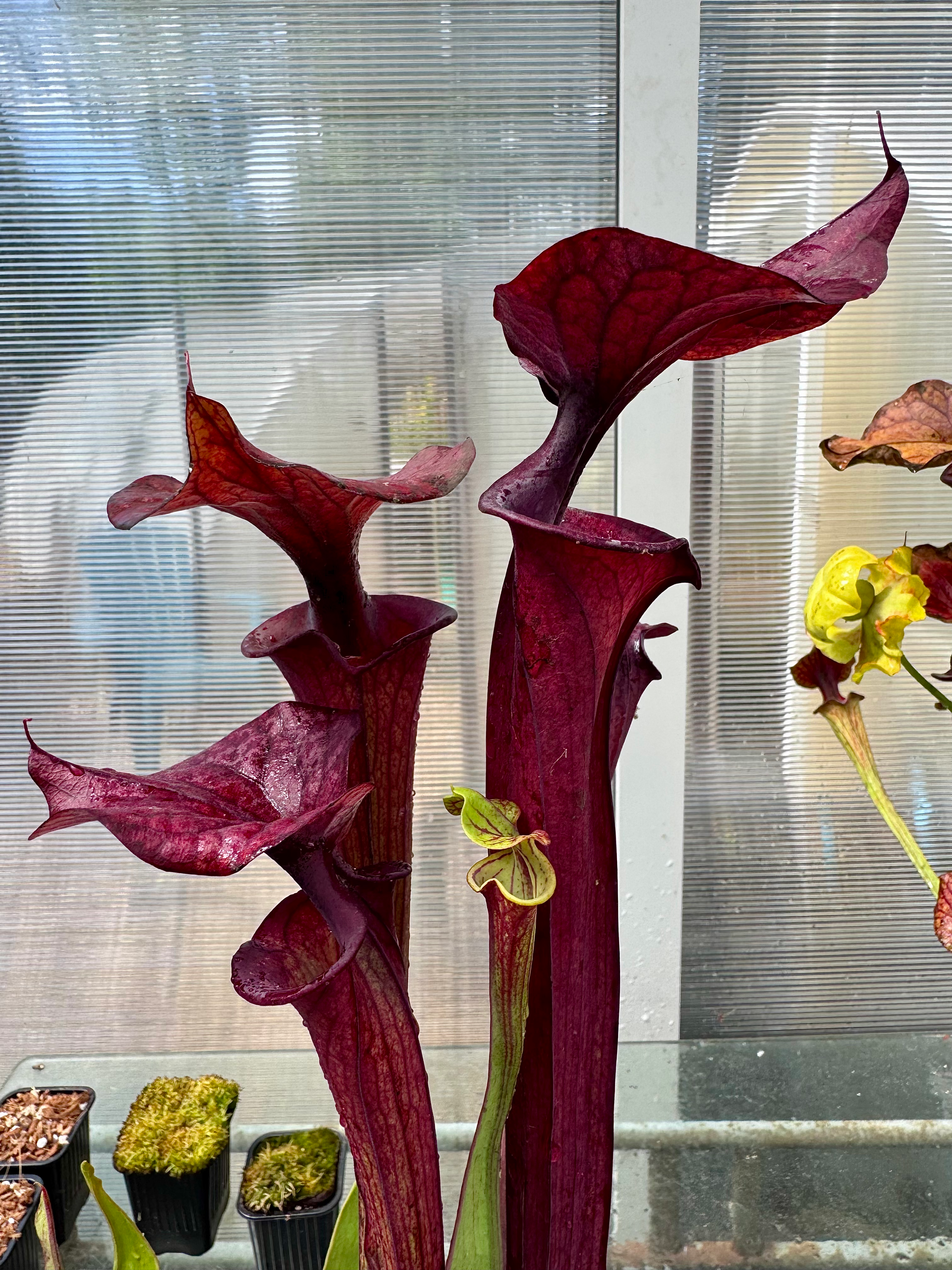 S. flava var. atropurpurea -- red tube