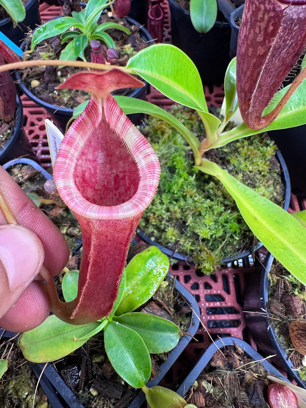 Miniature : Nepenthes Belli x Lowii 