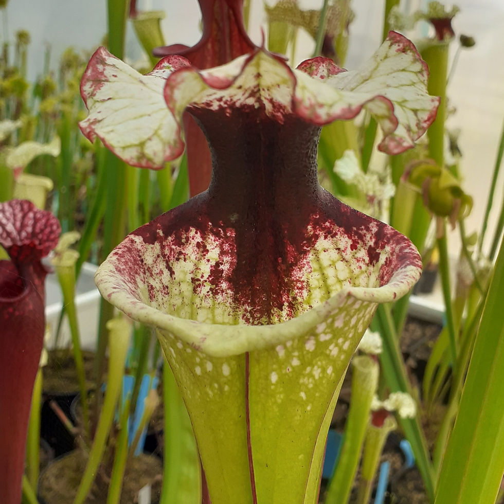 S. x “ Météore “