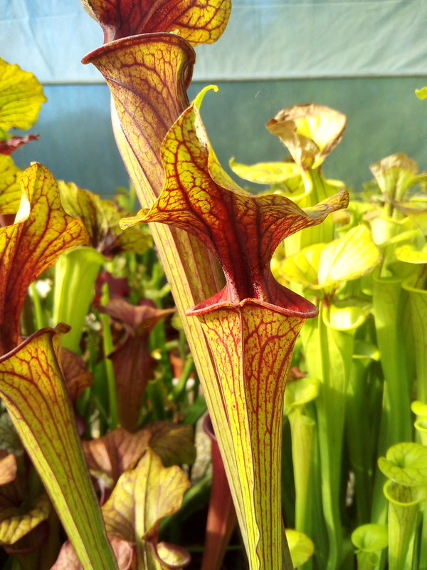 S. flava var. ornata -- red form,Holley Fla.