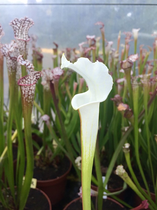 S. leucophylla – "alba" clone 2