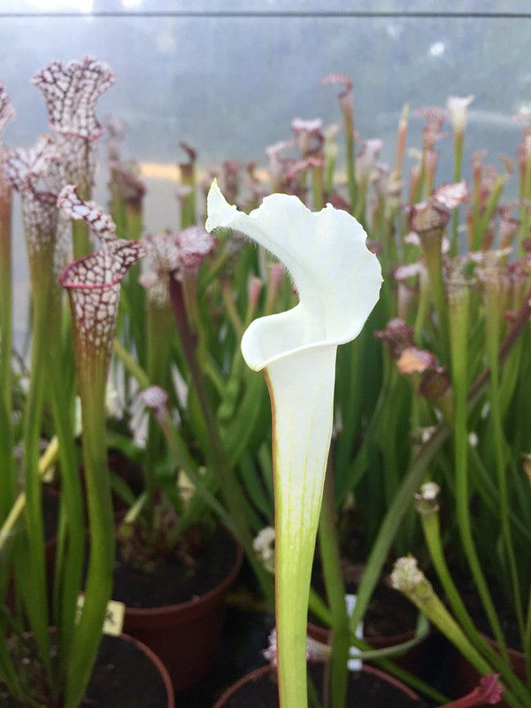 S. leucophylla – "alba" clone 2