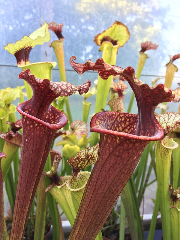 S.x Moorei -- " Litchii "