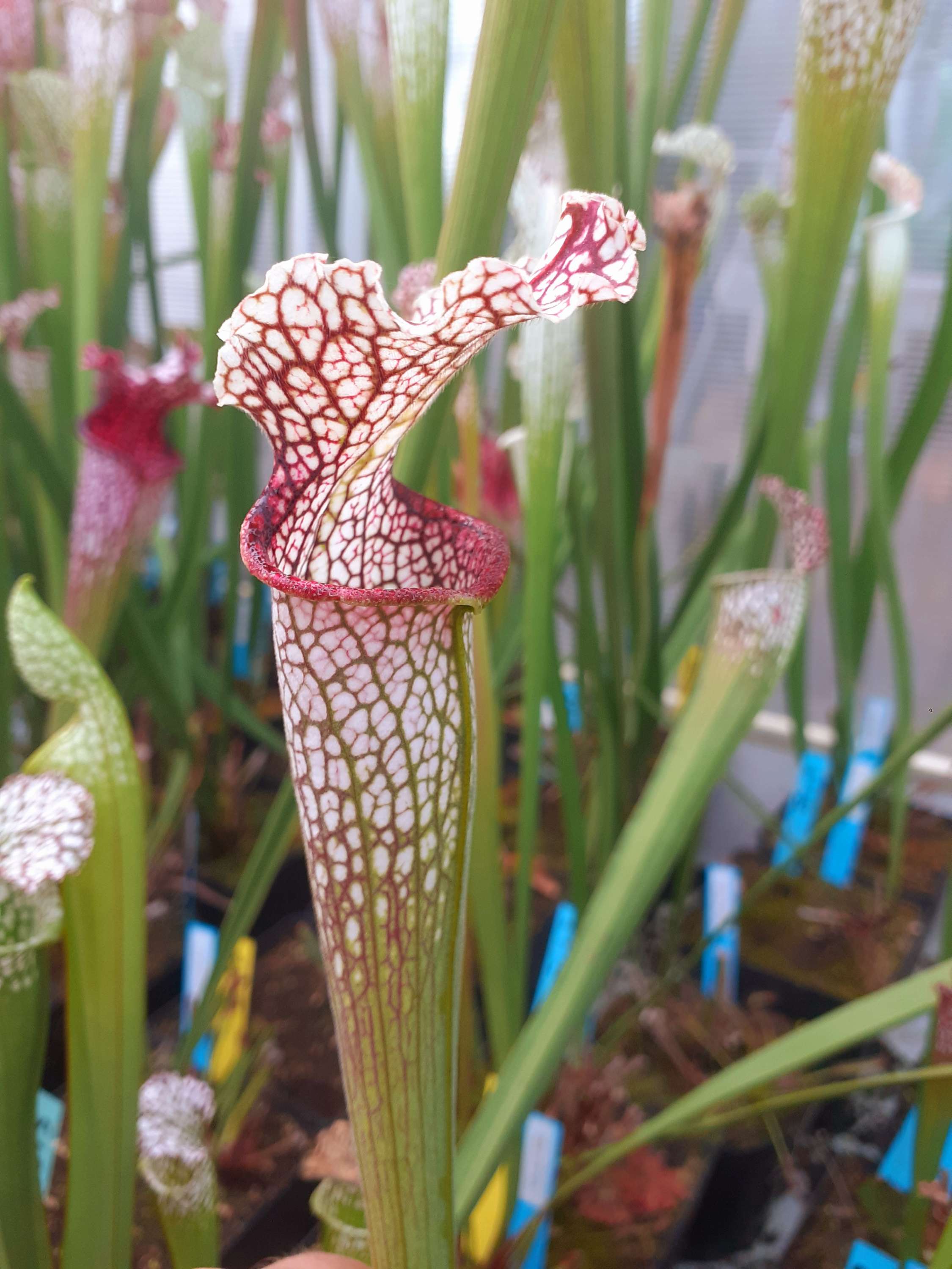 S. leucophylla – Stocky, Wide Mouth, Red Lip, AKA Bunting Original