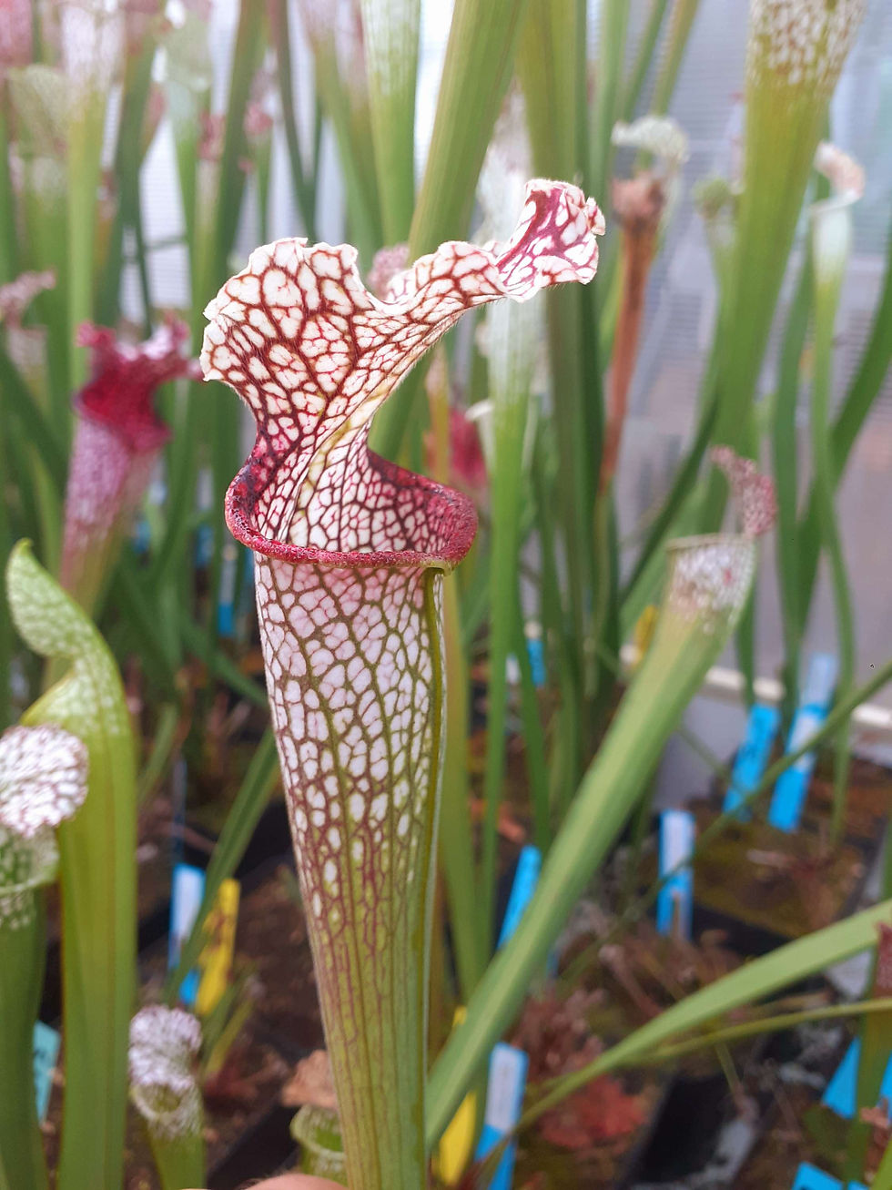 S. leucophylla – Stocky, Wide Mouth, Red Lip, AKA Bunting Original