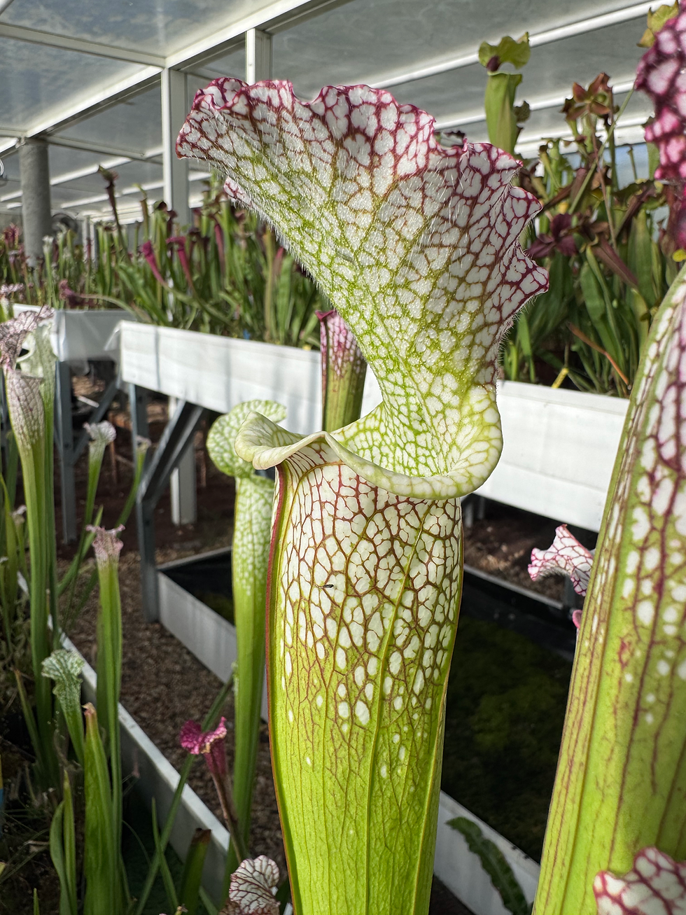Miniature : S. leucophylla – fine tube élégant