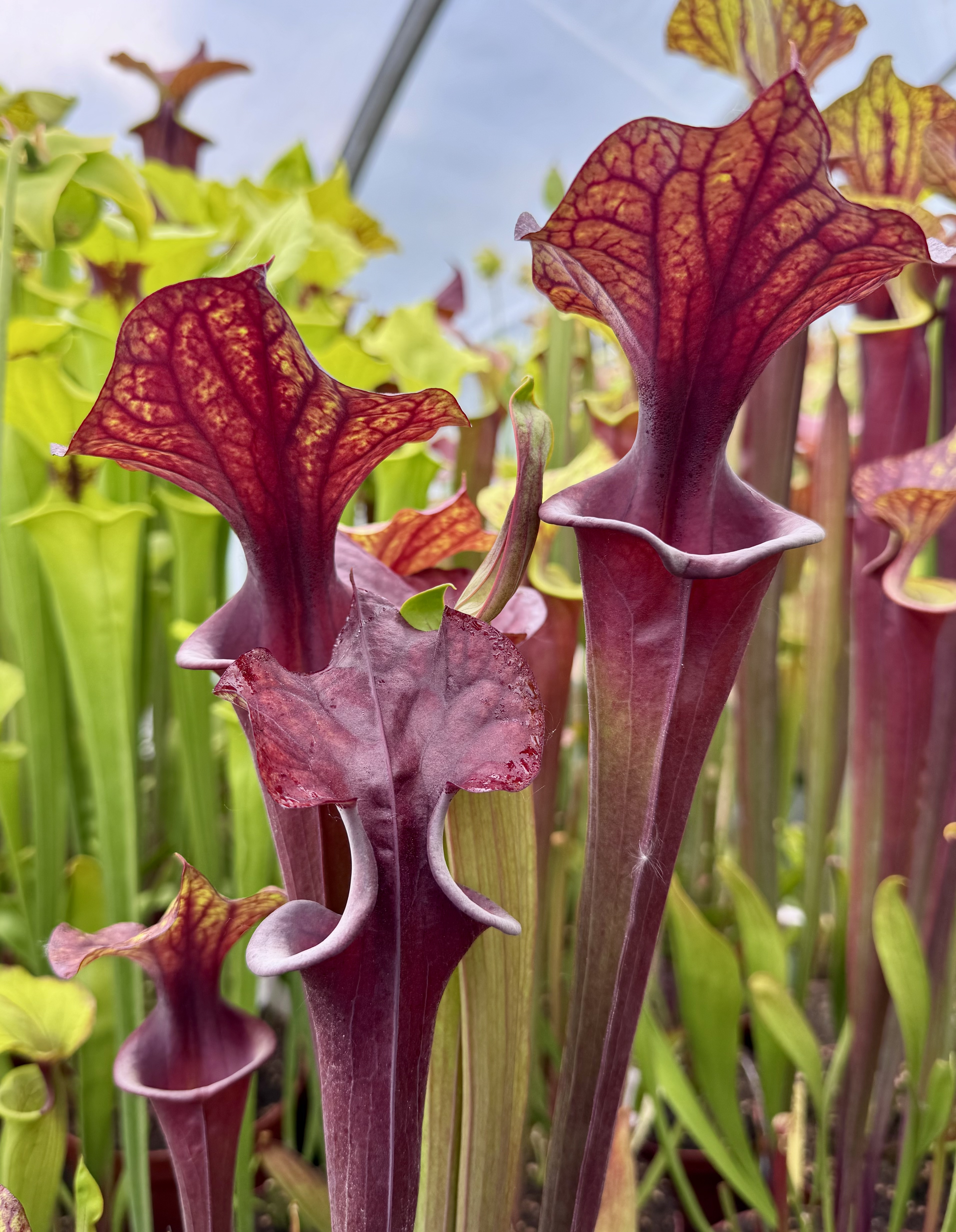 S. flava var. Rubricorpora x ( S. flava var. atropurpurea x flava var. r