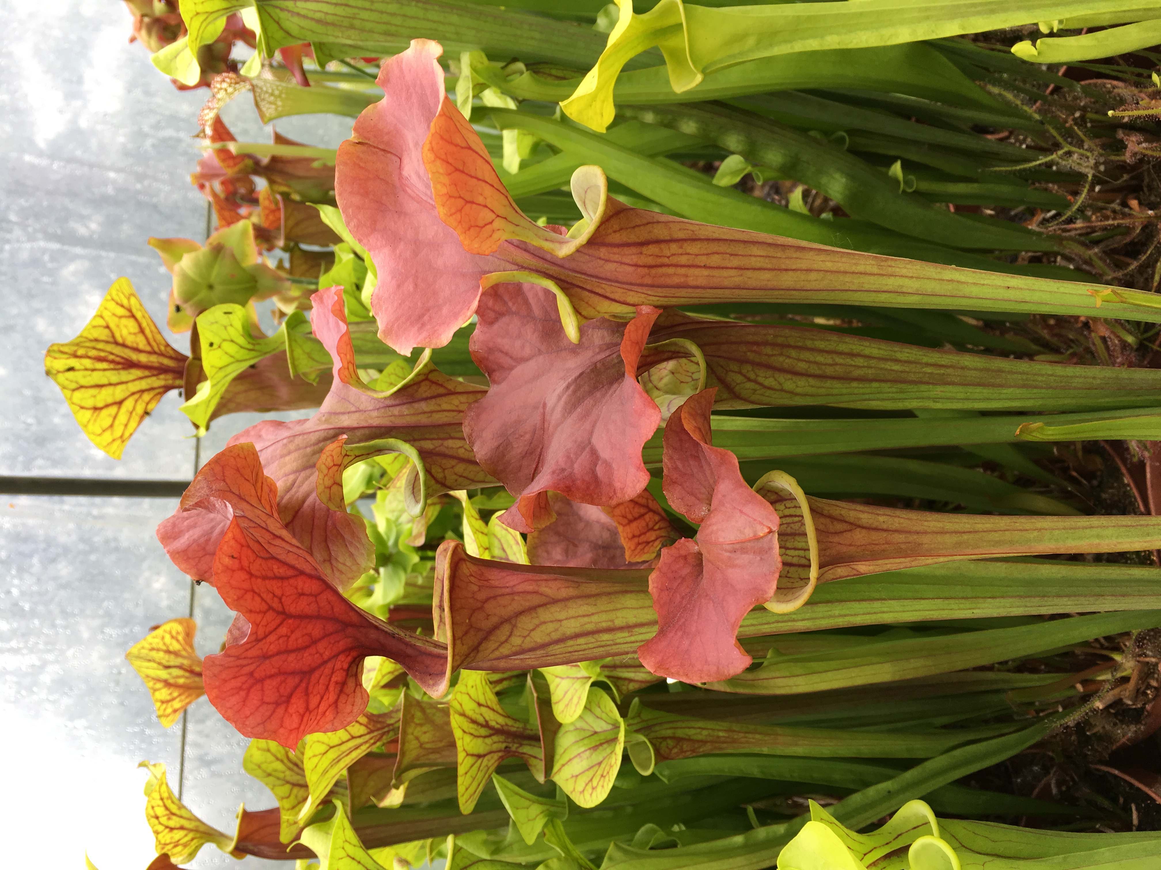 S. Flava var. atropurpurea -- 'Kimber Red Ruffles'