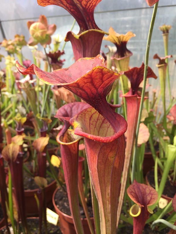 S. flava var. Atropurpurea – clone MK F27A mature