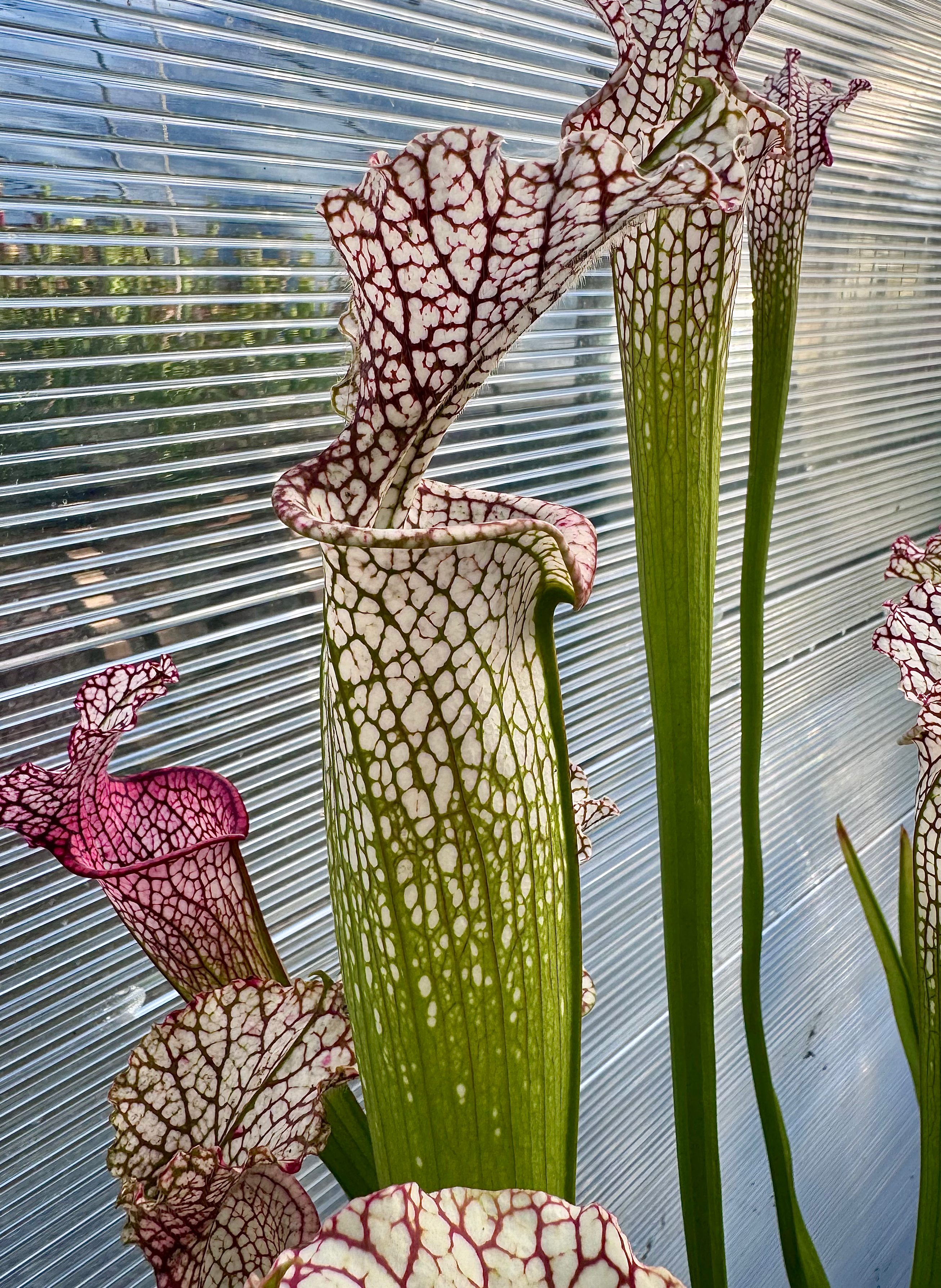 S. leucophylla – Santa rosa co. L103MK / L22a Msr