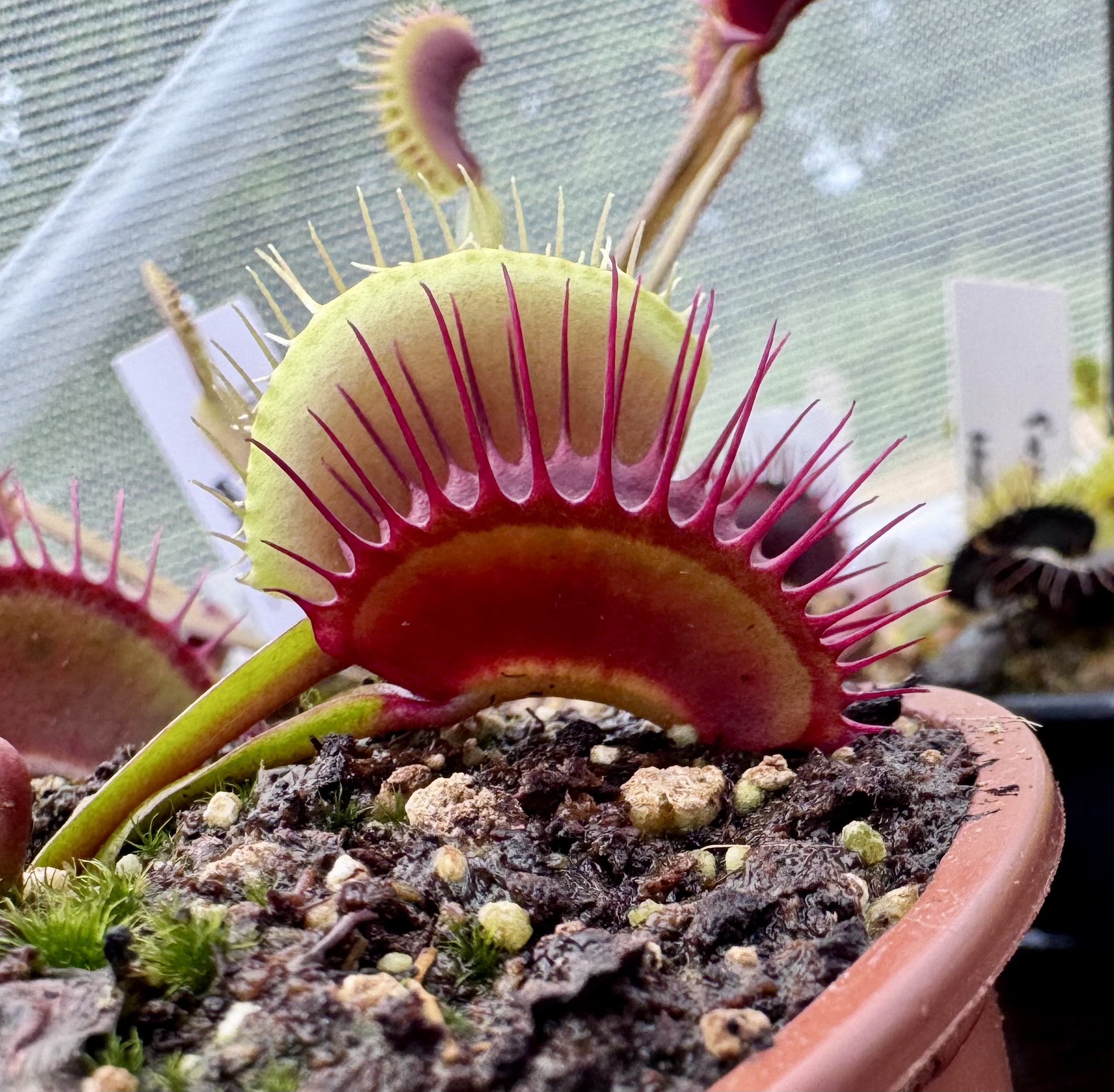 Dionaea muscipula - Fang