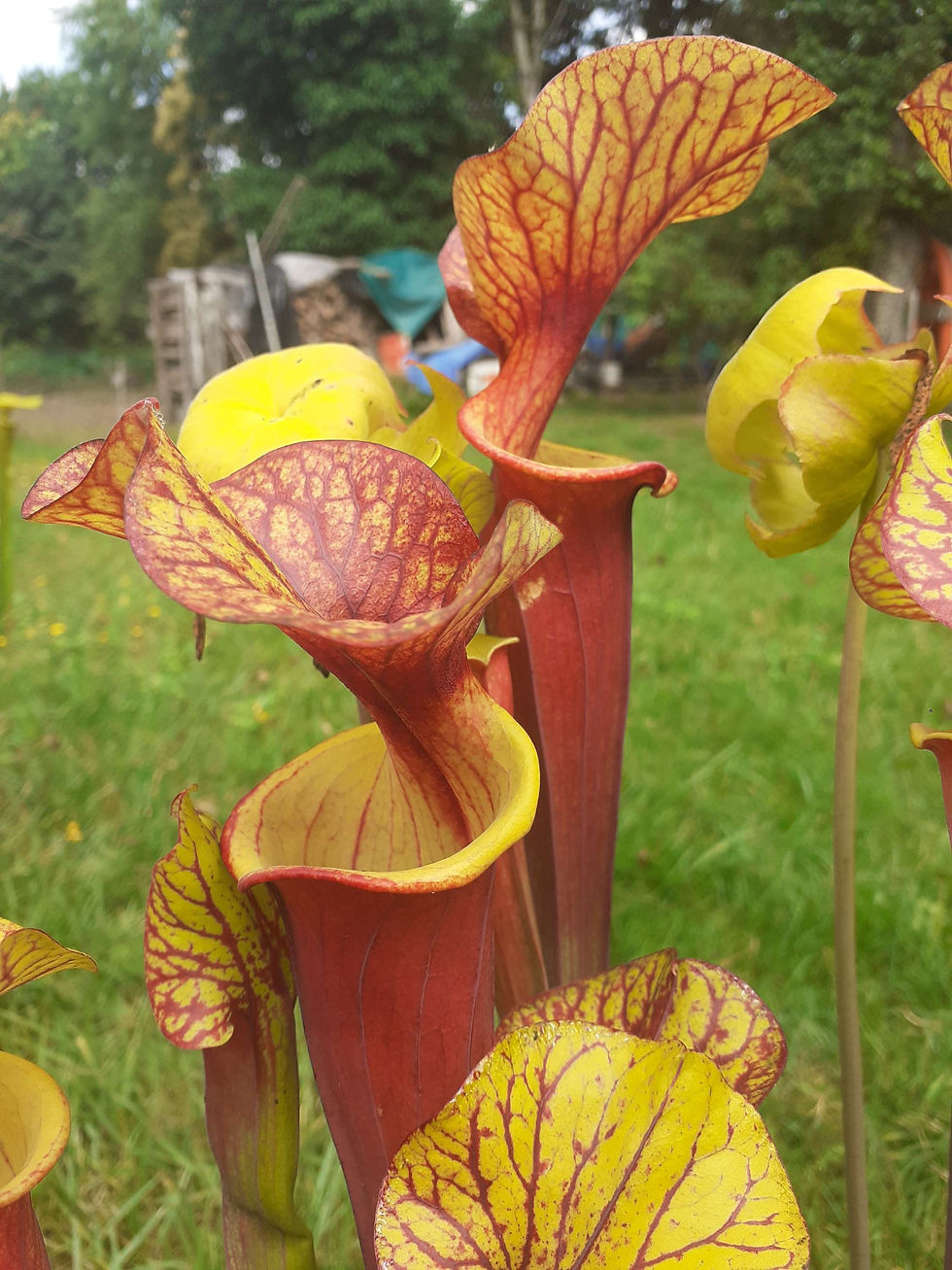 S. flava var. rubricorpora Red tube, Apalachicola (Dennis Balsdon)