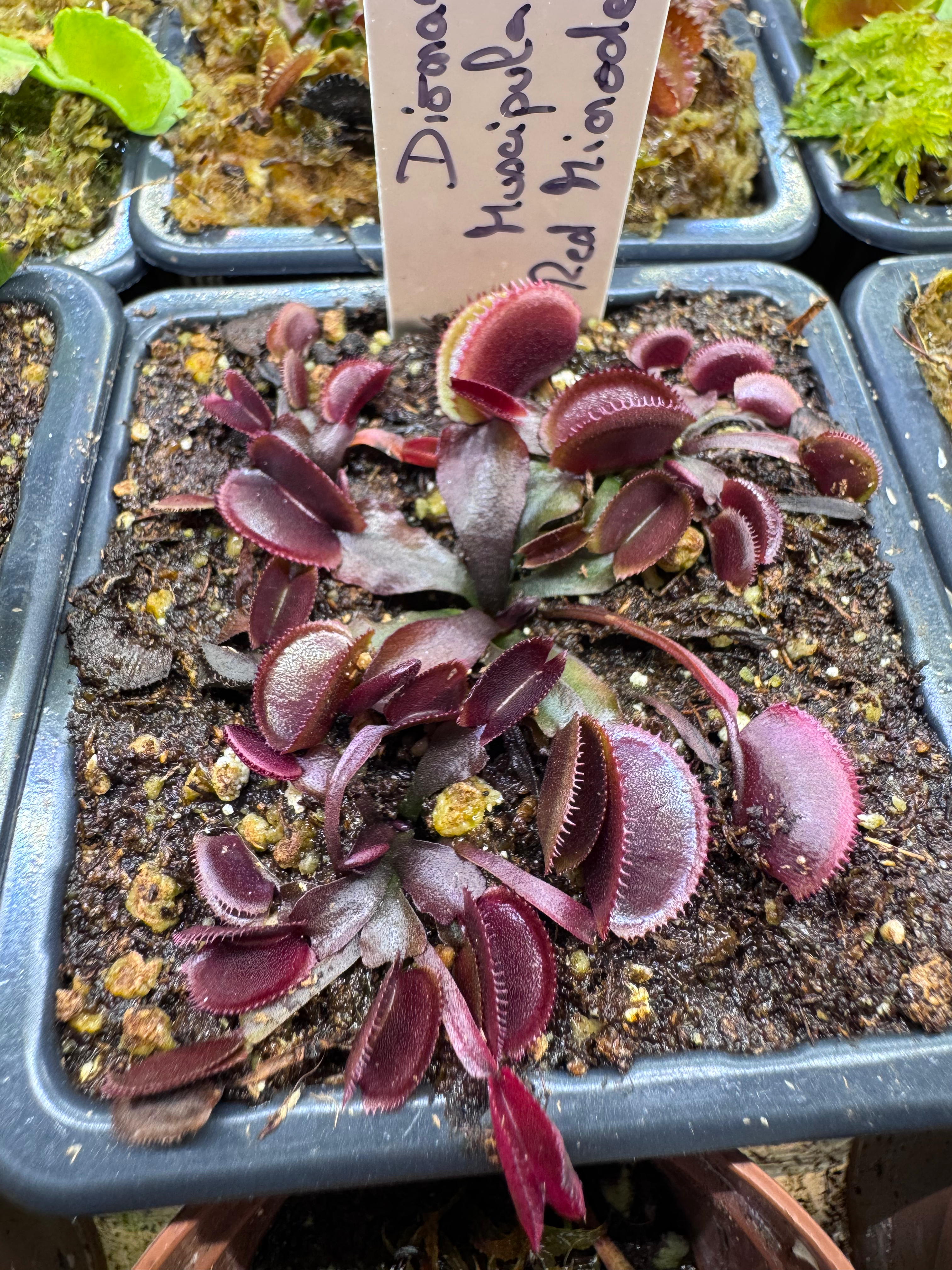 Dionaea muscipula - Red microdent 