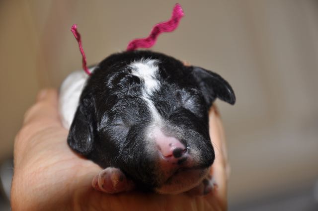 Parti Male - Maroon Collar