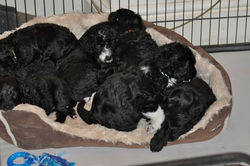 Pups trying out their new bed