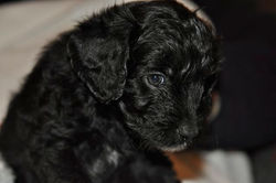 Lilac Pup - Available Boy