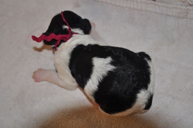 Parti Male - Maroon Collar