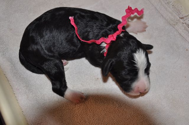 Tuxedo Bitch Puppy