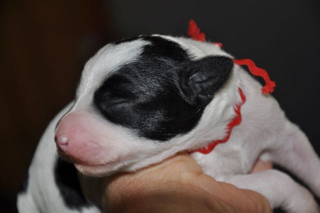 Parti Bitch Puppy - Red Collar