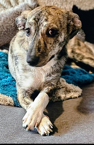 Pepper9.jpeg
