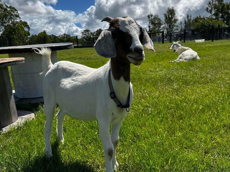 Meet our newest arrivals!