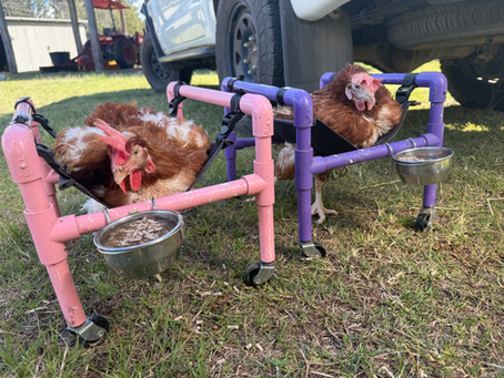 Another 91 Ex-Battery Hens Saved