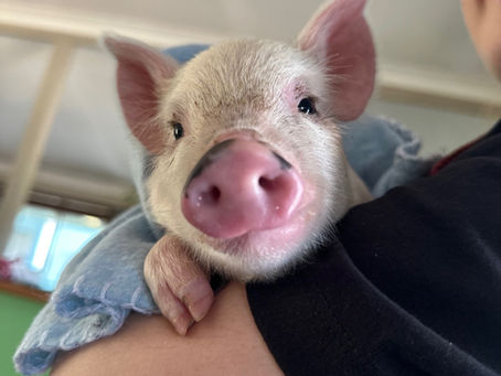 Pip the Pig