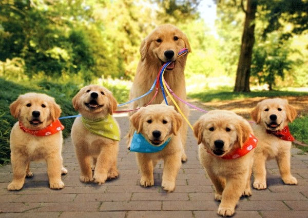 Perros-Tiernos-4