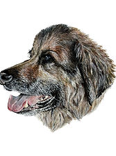 Custom watercolor painting of a dog