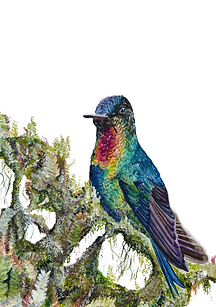 Watercolor painting of a fiery-throated hummingbird