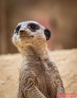 Meerkat