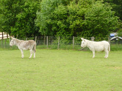 The Donkey Sanctuary.