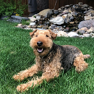 A welsh terrier sitting in the grass by a fountain