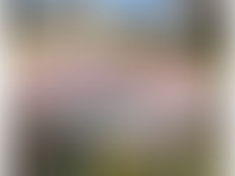 Cherry Blossom Snowstorm