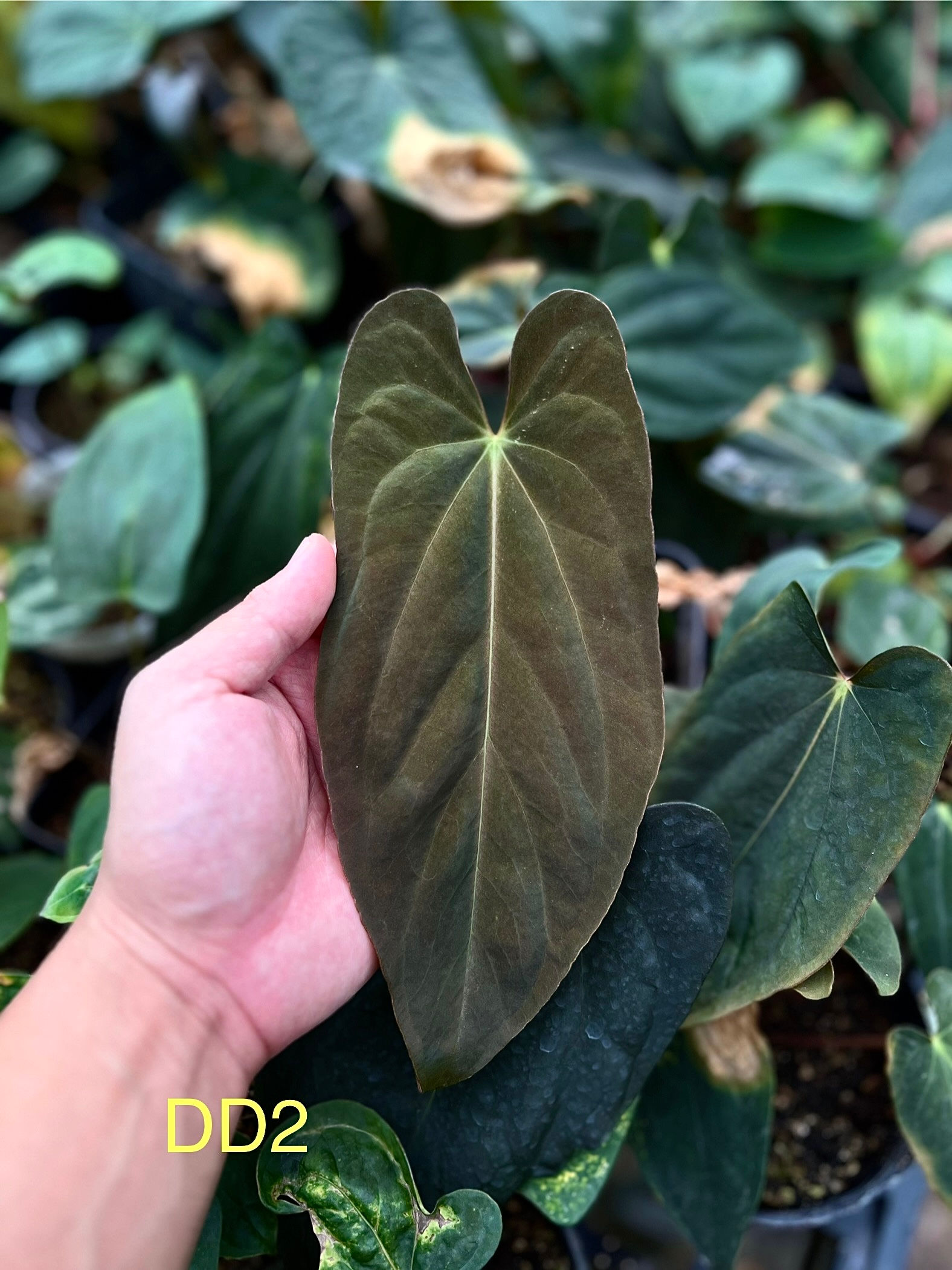 Bvep x Fsrl - DD2 - G15