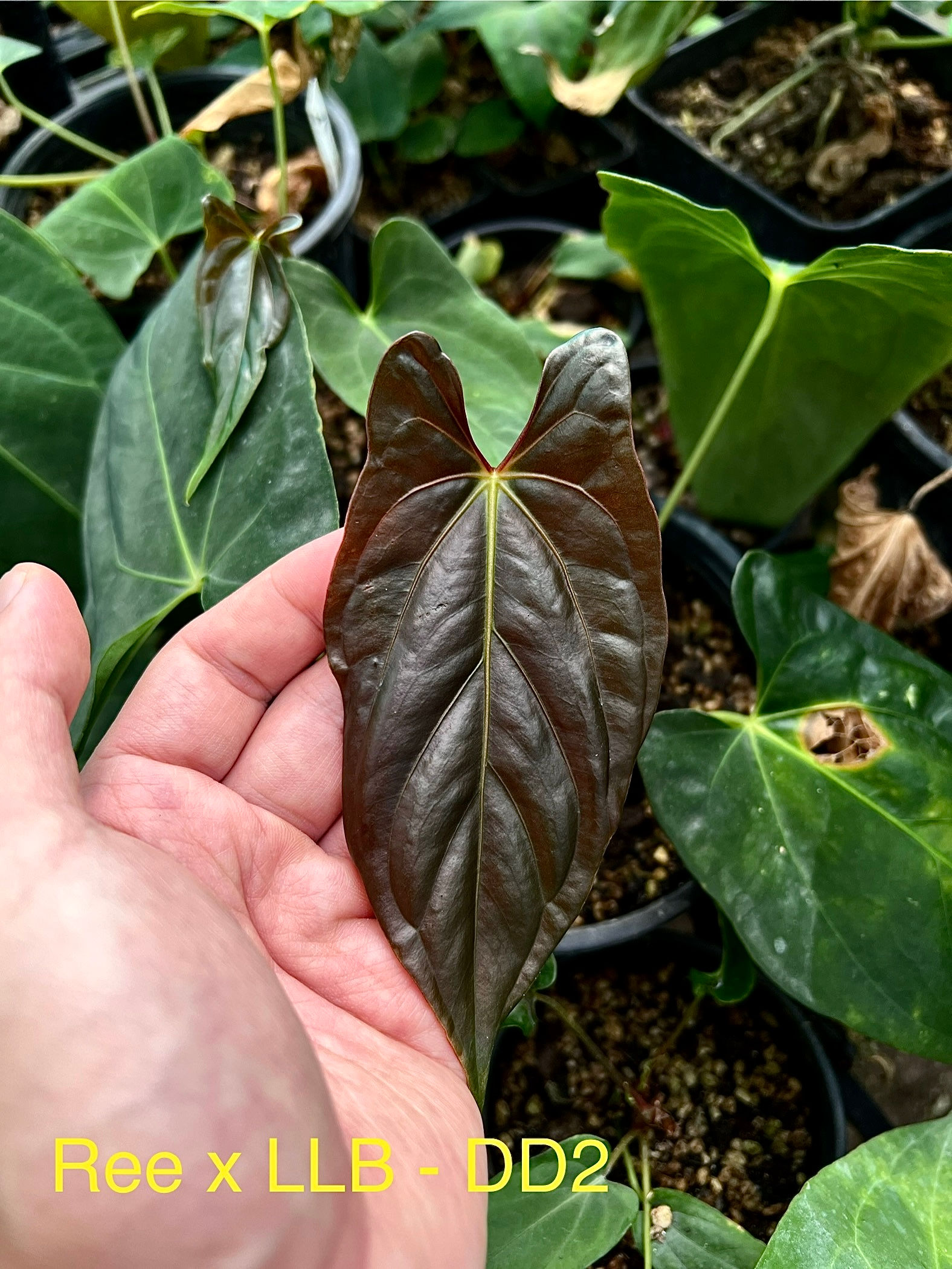 Pap Ree x LLB - DD2 - G12